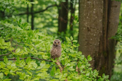 Owl in the Carpathian Forest in Ukraine