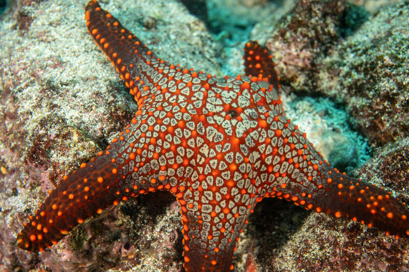 estrella de mar